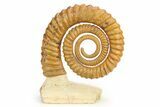 Huge Devonian Ammonoid (Anetoceras) - Tazarine, Morocco #306908-1